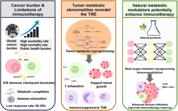 A figure from Natural products as metabolic modulators to enhance cancer immunotherapy: reprogramming the tumor microenvironment