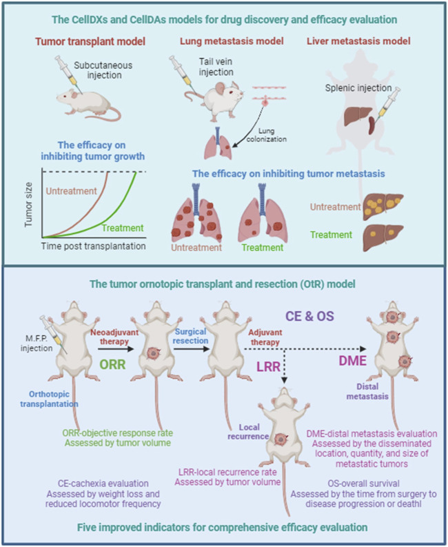 A figure from Improving the predictive accuracy of efficacy evaluation using tumor orthotopic transplant and resection model Li et al. 10.3389/fphar.2024.1309876