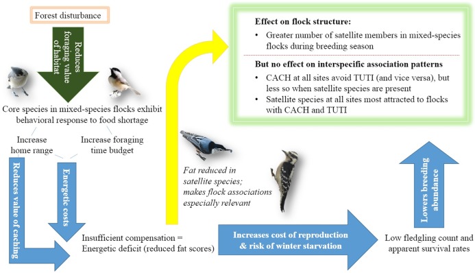 A figure from Flocking propensity by satellites, but not core members of mixed-species flocks, increases when individuals experience energetic deficits in a poor-quality foraging habitat Satellite flocking propensity changes with energetic constraints