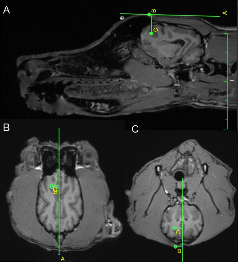 A figure from Accurate external localization of the left frontal cortex in dogs by using pointer based frameless neuronavigation