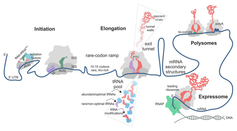 A figure from Translational Control by Ribosome Pausing in Bacteria: How a Non-uniform Pace of Translation Affects Protein Production and Folding