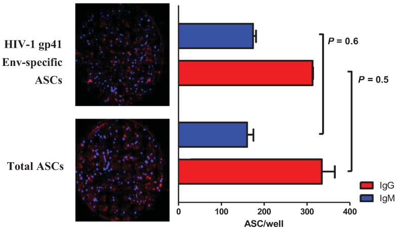 A figure from Simultaneous Detection of Antigen-Specific IgG- and IgM-Secreting Cells with a B Cell Fluorospot Assay