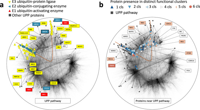 A figure from Finding shortest and nearly shortest path nodes in large substantially incomplete networks by hyperbolic mapping