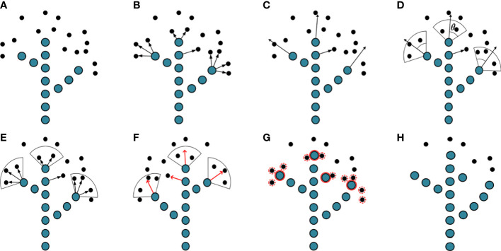 A figure from Skeleton extraction and pruning point identification of jujube tree for dormant pruning using space colonization algorithm