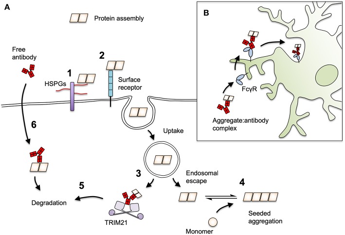 A figure from The Role of Antibodies and Their Receptors in Protection Against Ordered Protein Assembly in Neurodegeneration
