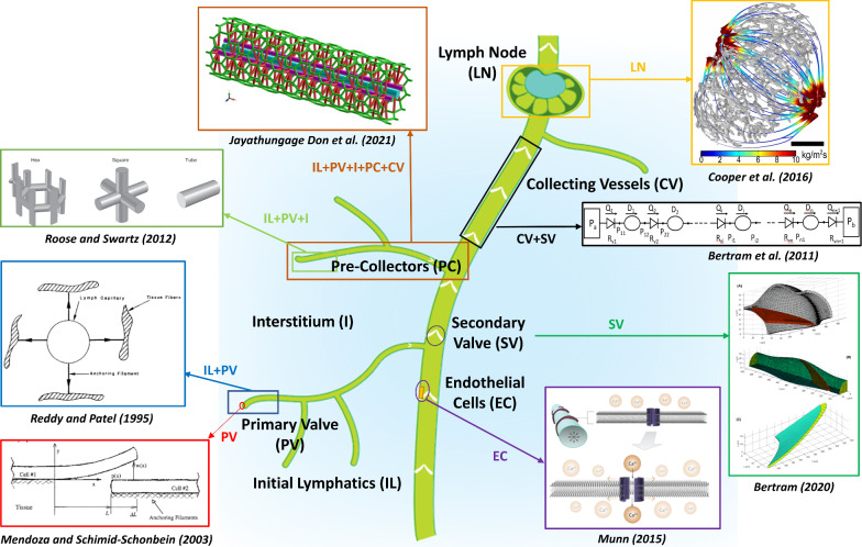 A figure from Computational fluid dynamic modeling of the lymphatic system: a review of existing models and future directions