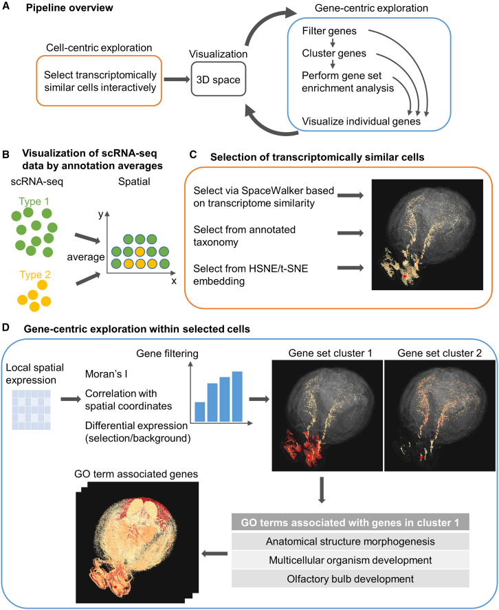 A figure from GeneSurfer enables transcriptome-wide exploration and annotation of gene co-expression modules in 3D spatial transcriptomics data