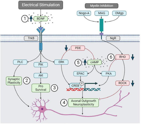 A figure from Electrical stimulation for the treatment of spinal cord injuries: A review of the cellular and molecular mechanisms that drive functional improvements