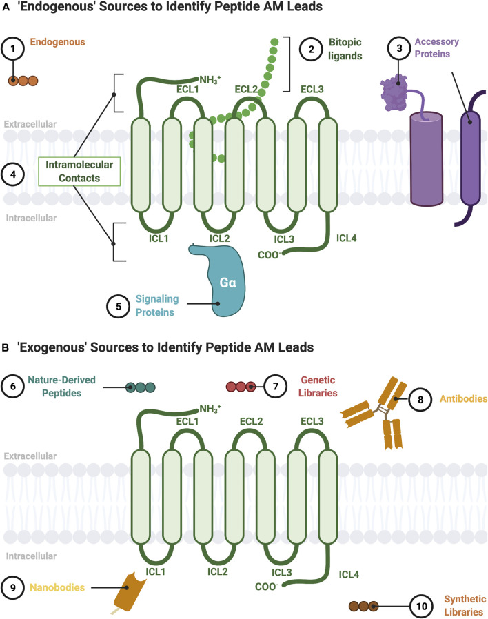 A figure from Allosteric Modulator Leads Hiding in Plain Site: Developing Peptide and Peptidomimetics as GPCR Allosteric Modulators Olson et al. Allosteric Modulators Hiding in Plain-Site