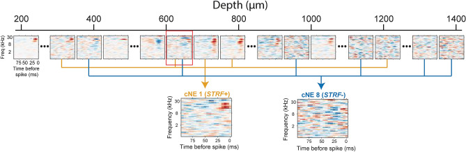 A figure from Information diversity in individual auditory cortical neurons is associated with functionally distinct coordinated neuronal ensembles