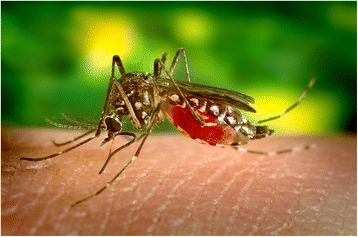 A figure from Analyses of density-dependent effects are needed to understand how and when <i> Wolbachia </i> can control dengue vectors