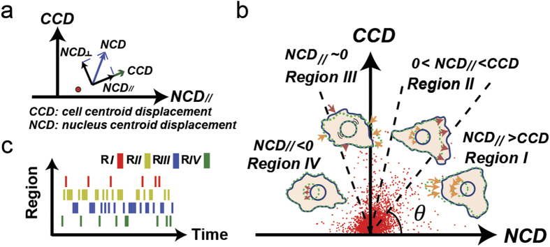A figure from Displacement correlations between a single mesenchymal-like cell and its nucleus effectively link subcellular activities and motility in cell migration analysis