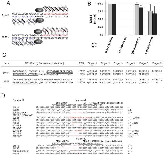 A figure from Efficient Immunoglobulin Gene Disruption and Targeted Replacement in Rabbit Using Zinc Finger Nucleases ZFN IgM Knock Out and Homologous Recombination