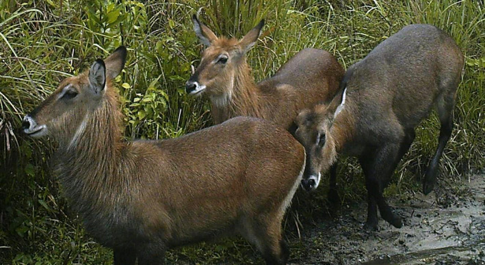 A figure from Mapping potential wildlife habitats around Haro Abba Diko controlled hunting area, Western Ethiopia ERENA and YESUS