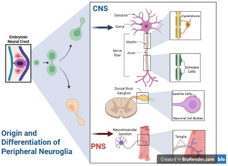 A figure from ASTROGLIA: Molecular Mechanisms, Functional Roles, and Neurophysiological Implications in the Central Nervous System