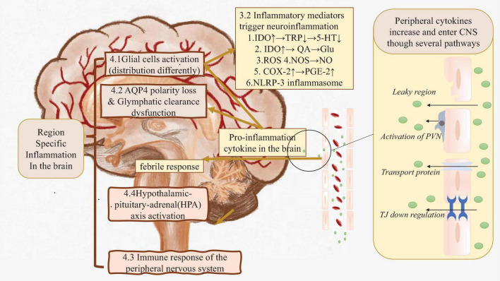 A figure from Inflammation From Peripheral Organs to the Brain: How Does Systemic Inflammation Cause Neuroinflammation?