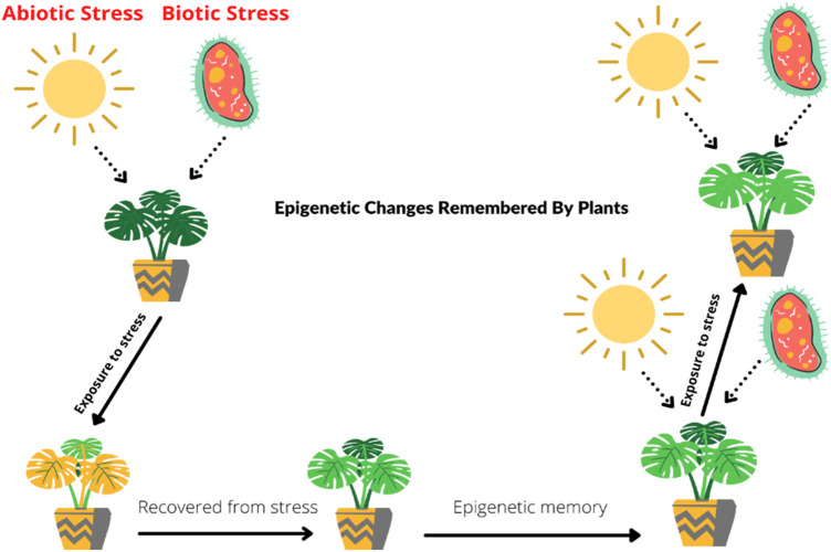 A figure from Moving Beyond DNA Sequence to Improve Plant Stress Responses Saeed et al. Epigenetic Regulation of Stress Responses