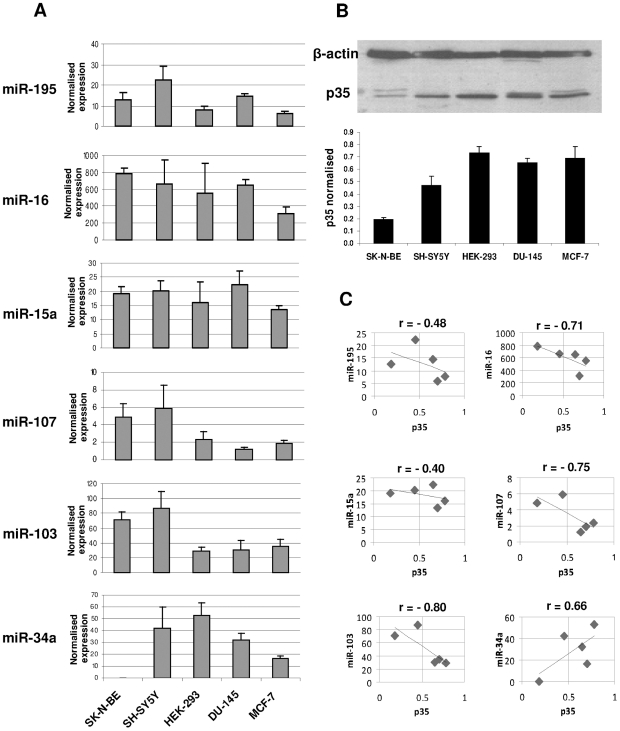 A figure from The Role of miR-103 and miR-107 in Regulation of <i> CDK5R1 </i> Expression and in Cellular Migration miR103/107 Regulate <i> CDK5R1 </i> Reducing Cell Migration