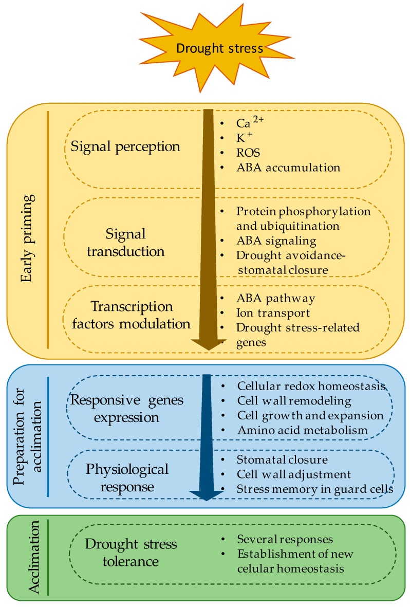 A figure from A Dual Strategy of Breeding for Drought Tolerance and Introducing Drought-Tolerant, Underutilized Crops into Production Systems to Enhance Their Resilience to Water Deficiency