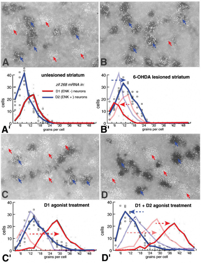 A figure from Segregation of D1 and D2 dopamine receptors in the striatal direct and indirect pathways: An historical perspective