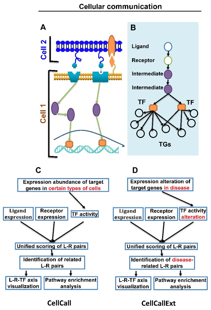 A figure from CellCallEXT: Analysis of Ligand–Receptor and Transcription Factor Activities in Cell–Cell Communication of Tumor Immune Microenvironment