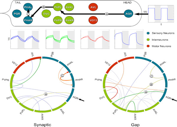 A figure from Investigating dynamical properties of the <i> Caenorhabditis elegans </i> connectome through full-network simulations