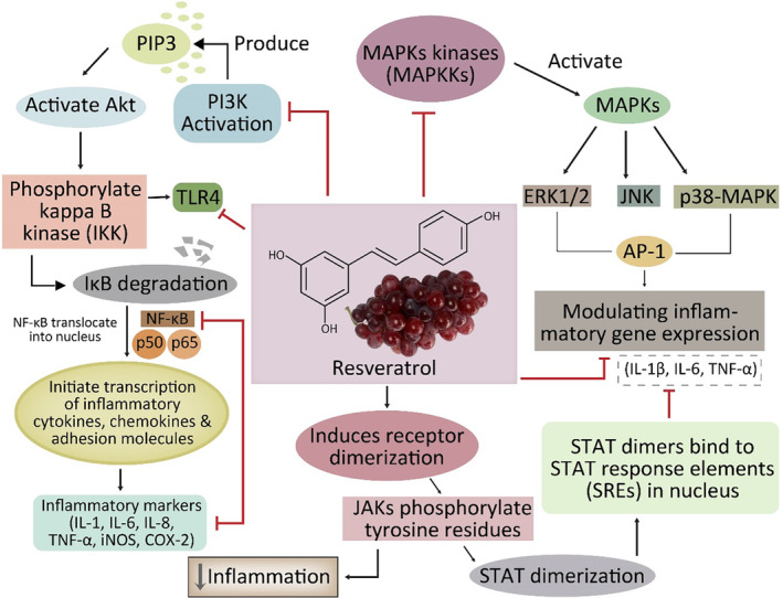 A figure from Exploring the multimodal health‐promoting properties of resveratrol: A comprehensive review Faisal et al.