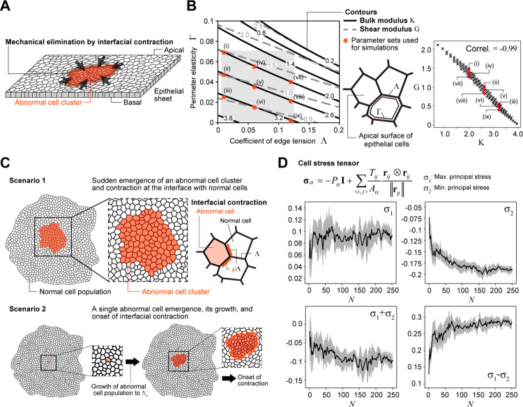 A figure from Two types of critical cell density for mechanical elimination of abnormal cell clusters from epithelial tissue Critical cell density for mechanical elimination of abnormal cell clusters