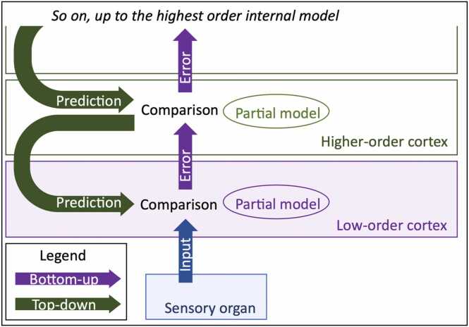 A figure from Predictive coding and attention in developmental cognitive neuroscience and perspectives for neurodevelopmental disorders