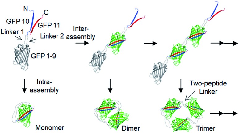 A figure from Fabrication of rigidity and space variable protein oligomers with two peptide linkers † †Electronic supplementary information (ESI) available. See DOI: 10.1039/c9sc04158c