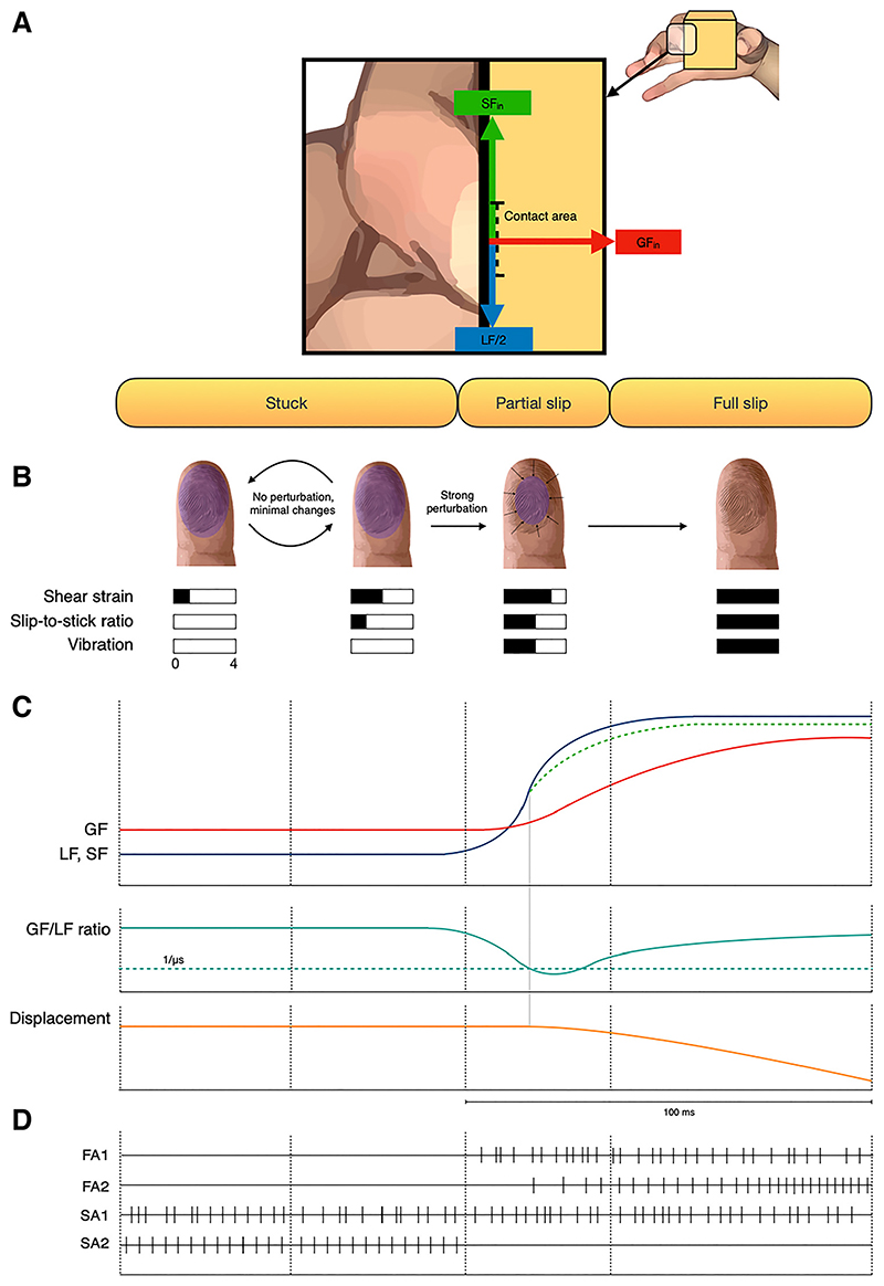 A figure from Neurophysiology of slip sensation and grip reaction: insights for hand prosthesis control of slippage