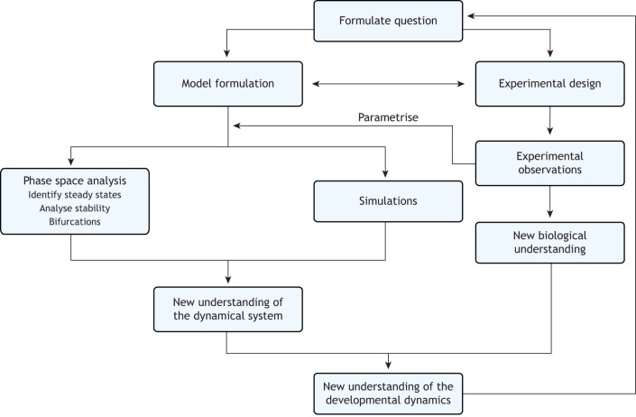 A figure from From genes to patterns: five key dynamical systems concepts to decode developmental regulatory mechanisms