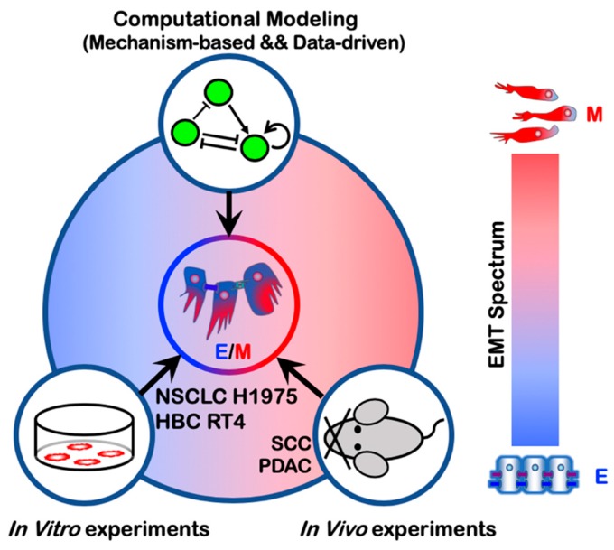 A figure from Quantifying Cancer Epithelial-Mesenchymal Plasticity and its Association with Stemness and Immune Response