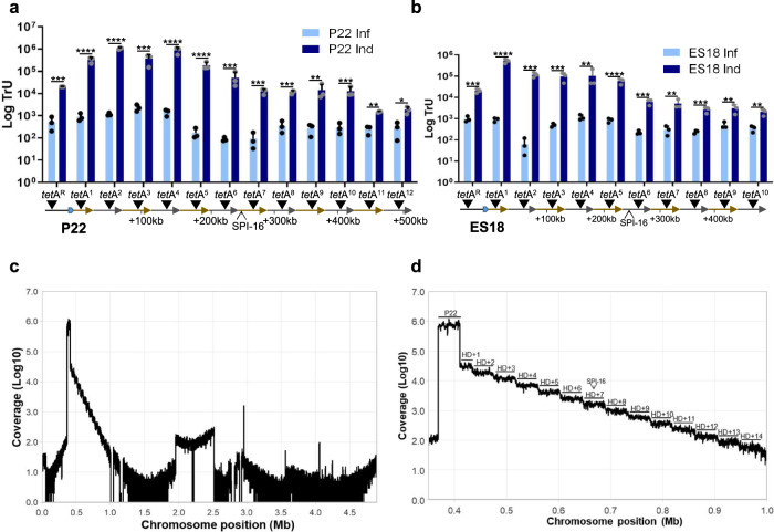 A figure from Lateral transduction is inherent to the life cycle of the archetypical <i> Salmonella </i> phage P22