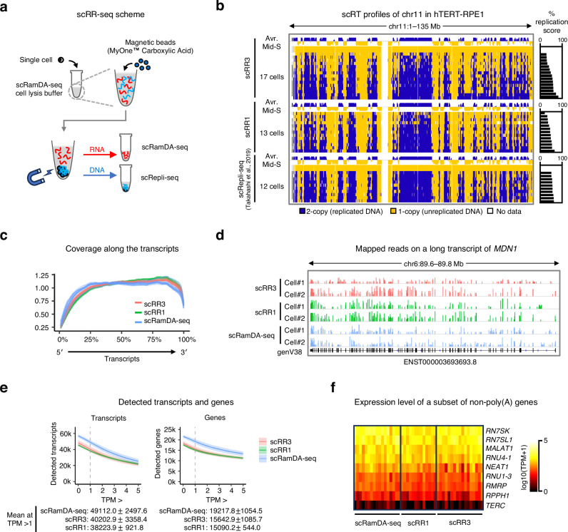 A figure from scRepli-RamDA-seq: a multi-omics technology enabling the analysis of gene expression dynamics during S-phase