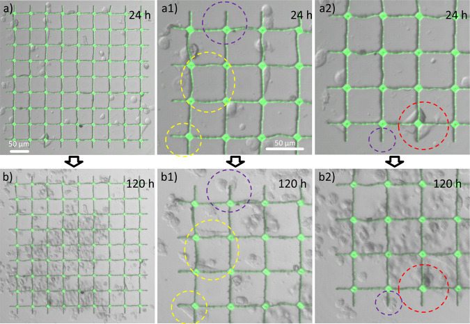 A figure from Multi-beam two-photon polymerization for fast large area 3D periodic structure fabrication for bioapplications