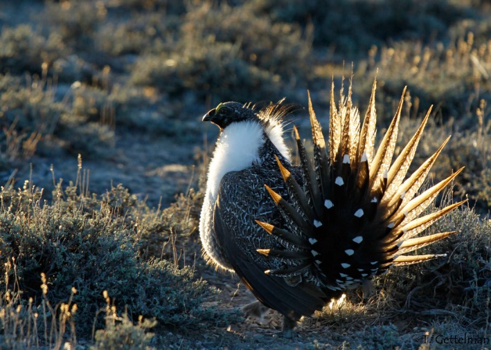 A figure from Spatially explicit models of seasonal habitat for greater sage‐grouse at broad spatial scales: Informing areas for management in Nevada and northeastern California COATES et al.
