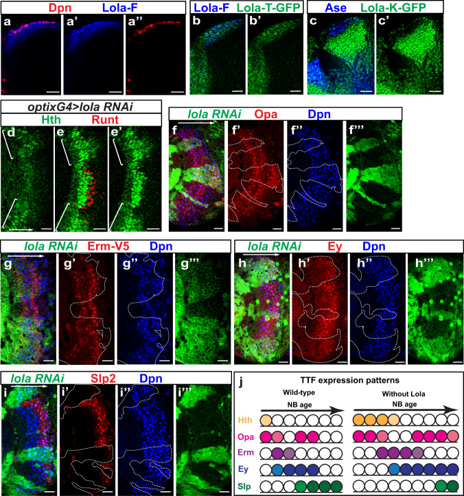 A figure from A comprehensive temporal patterning gene network in <i> Drosophila </i> medulla neuroblasts revealed by single-cell RNA sequencing