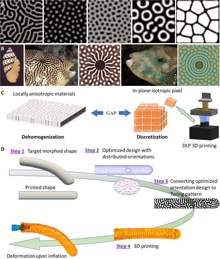 A figure from Turing pattern–based design and fabrication of inflatable shape-morphing structures Turing Pattern Based Design of Morphing Structures