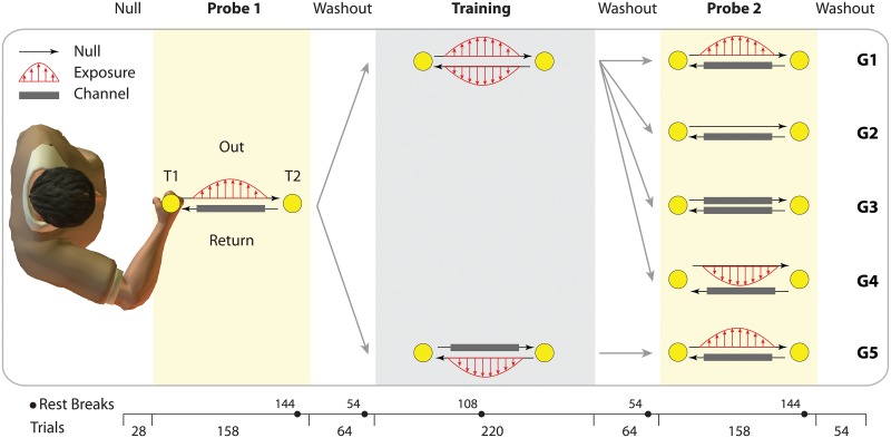 A figure from Adaptive coupling influences generalization of sensorimotor learning Adaptive coupling in sensorimotor learning