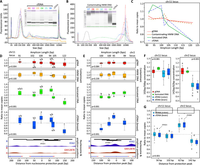 A figure from Modelling clinical DNA fragmentation in the development of universal PCR-based assays for bisulfite-converted, formalin-fixed and cell-free DNA sample analysis