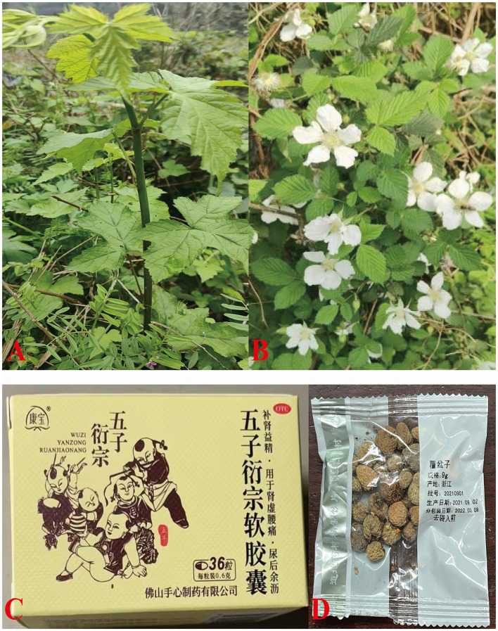 A figure from Bioactive components, pharmacological effects, and drug development of traditional herbal medicine <i> Rubus chingii </i> Hu (Fu-Pen-Zi)