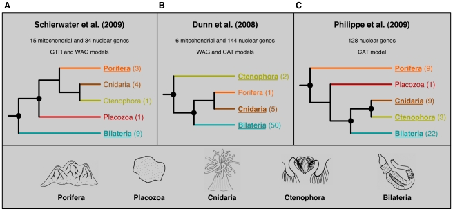 A figure from Resolving Difficult Phylogenetic Questions: Why More Sequences Are Not Enough