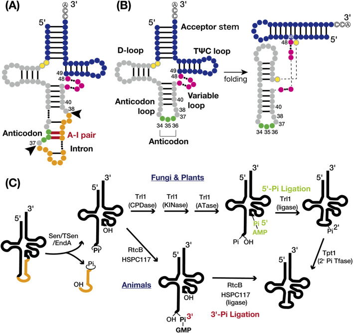 A figure from Variation of tRNA modifications with and without intron dependency Hayashi 10.3389/fgene.2024.1460902