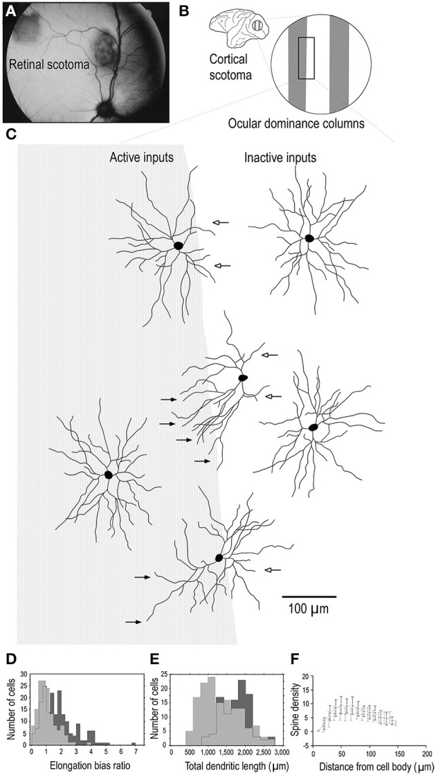 A figure from Pyramidal cell development: postnatal spinogenesis, dendritic growth, axon growth, and electrophysiology