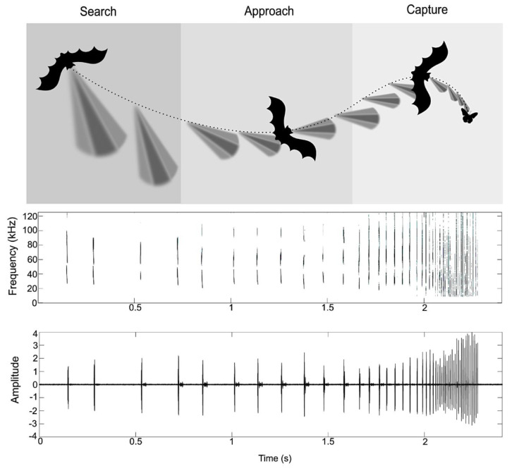 A figure from Adaptive Echolocation and Flight Behaviors in Bats Can Inspire Technology Innovations for Sonar Tracking and Interception