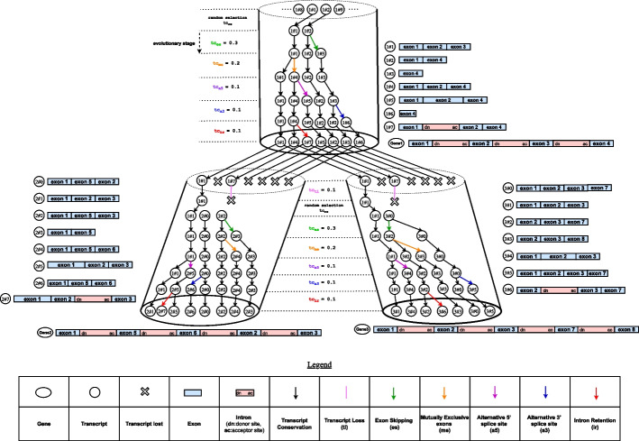 A figure from SimSpliceEvol2: alternative splicing-aware simulation of biological sequence evolution and transcript phylogenies