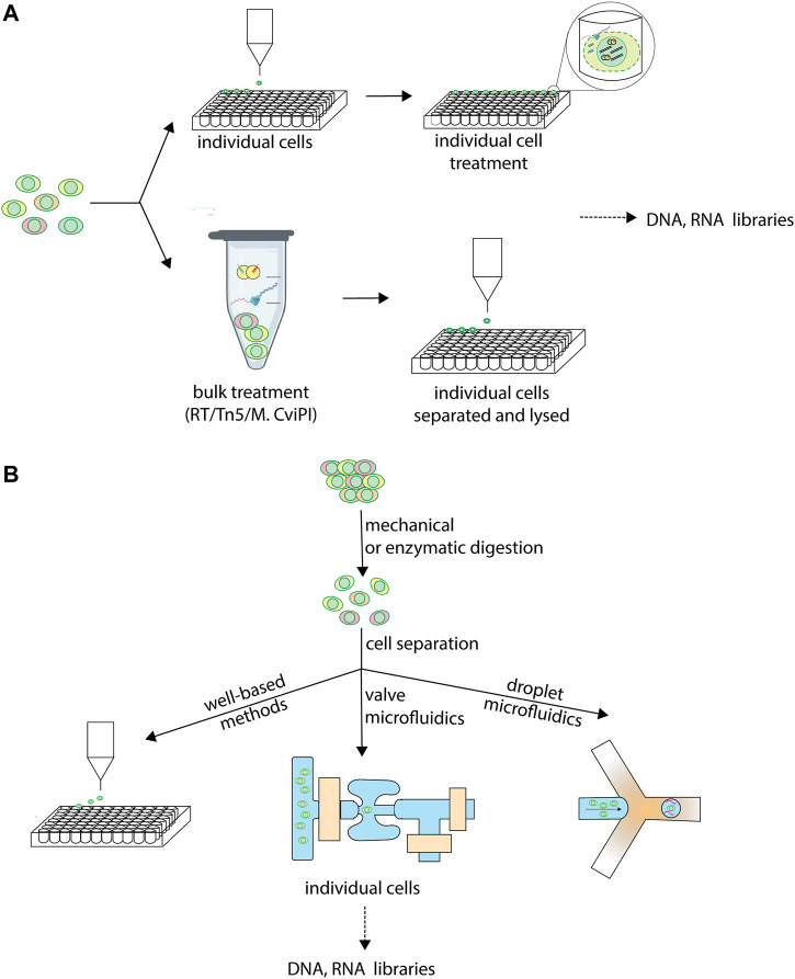 A figure from Single-Cell Multiomics Techniques: From Conception to Applications Dimitriu et al. Recent Advances in Single-Cell Multiomics