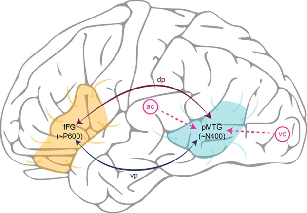 A figure from A time and place for language comprehension: mapping the N400 and the P600 to a minimal cortical network