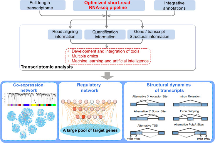 A figure from Unleashing the power within short-read RNA-seq for plant research: Beyond differential expression analysis and toward regulomics